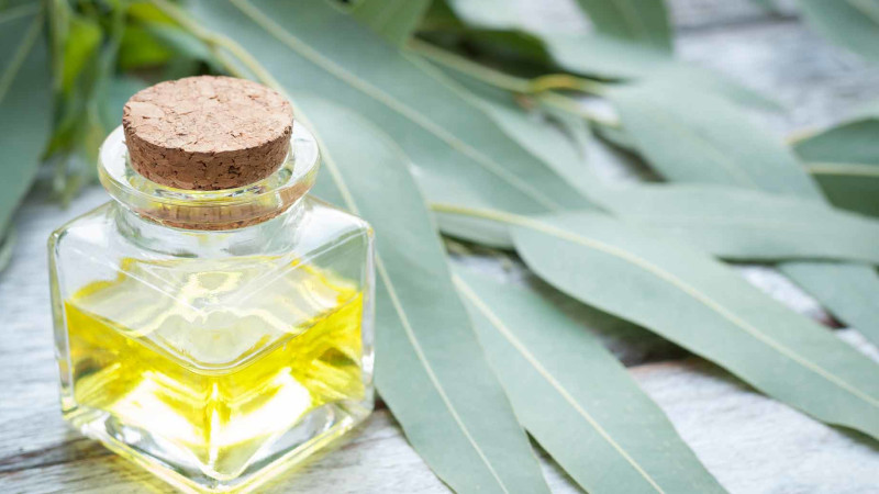 huile essentielle d eucalyptus bienfaits