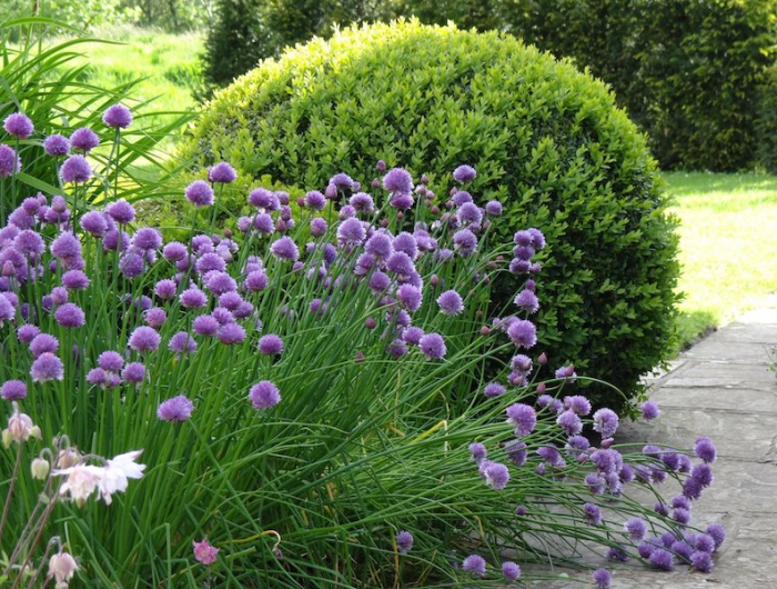 idee massif moderne qvec scabiosa fleurs violettes