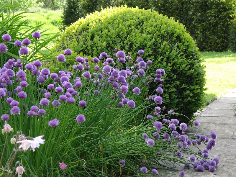 idee massif moderne qvec scabiosa fleurs violettes