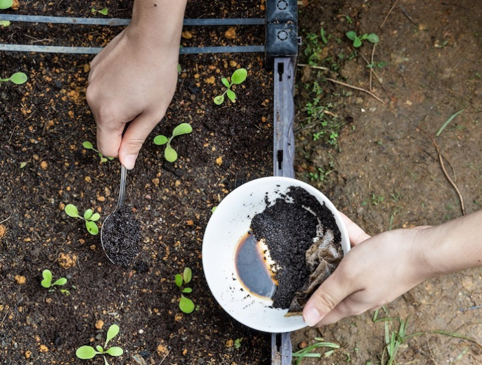 overhead,view,of,coffee,grounds,being,added,to,baby,vegetables