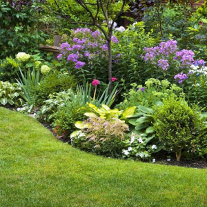 Les 10 indispensables couvre-sol rampants persistant à croissance rapide pour un jardin moderne sans effort !