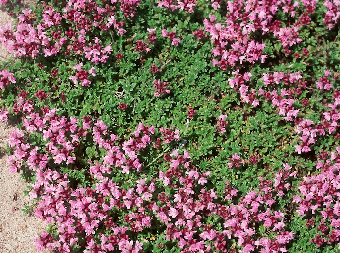 jardin du thym avec de fleurs roses