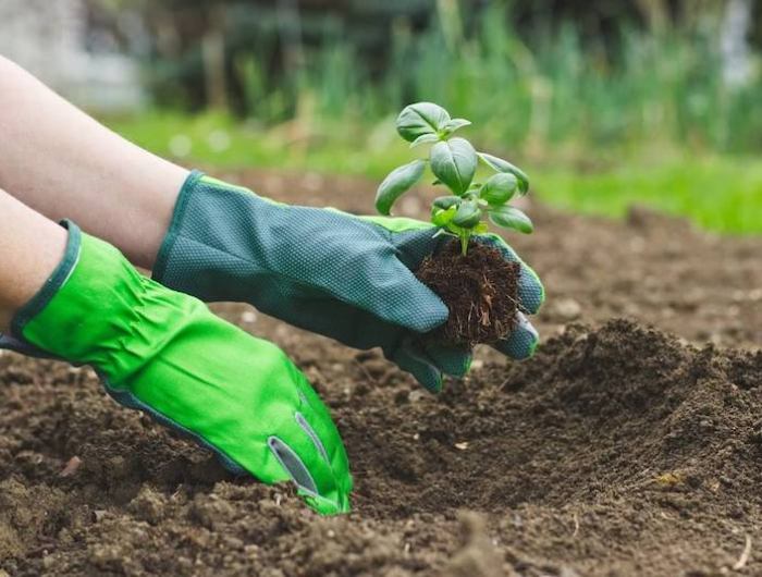 jardin quoi planter en juin des mains avec des gants pour planter une plante dans le sol