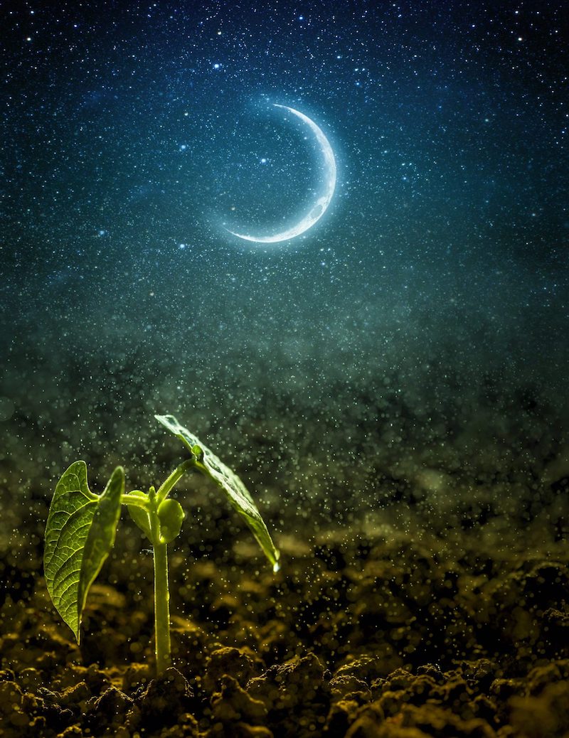 jardiner avec la lune une demie lune et une plante en croiassance
