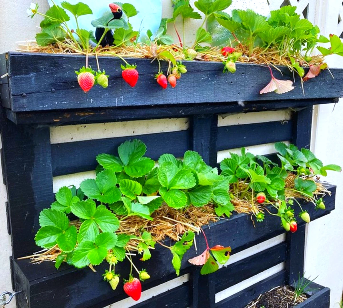 jardiniere avec des fraises palette en bois recyclee