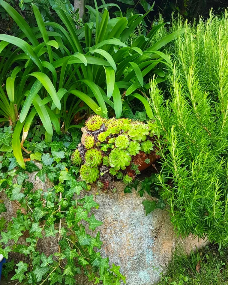 joubarbes plantes succulentes pour massif avec lavande feuilles vertes