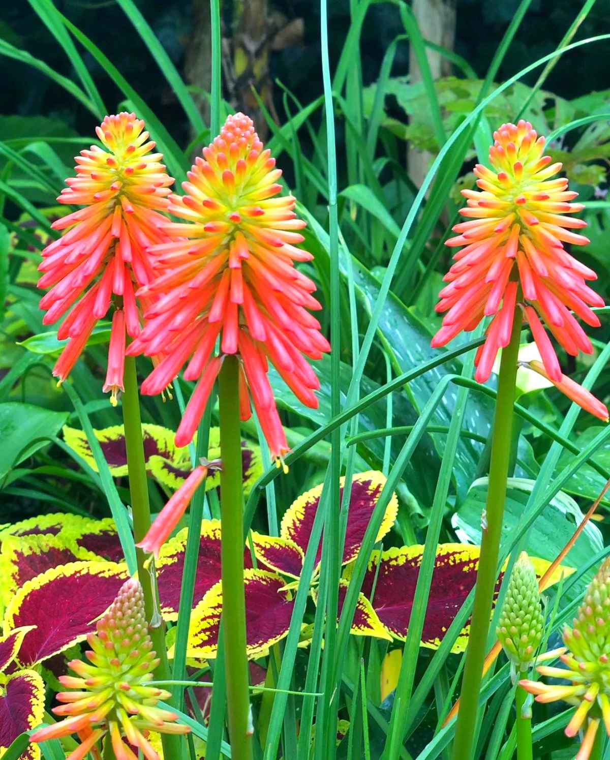 kniphofia plantes graphiques couleur rouge feuilles vertes