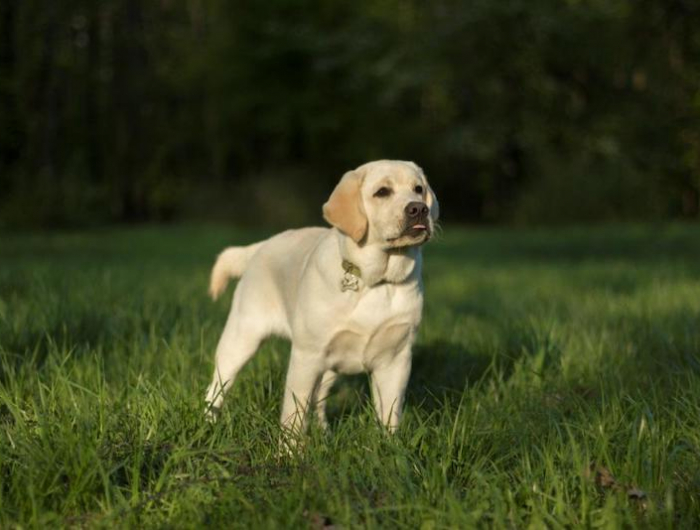 les urines du chien peuvent provoquer un jaunissement de la pelouse un chien sur l herbe