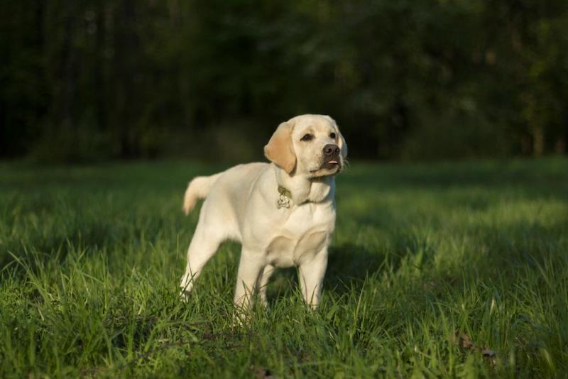 les urines du chien peuvent provoquer un jaunissement de la pelouse un chien sur l herbe