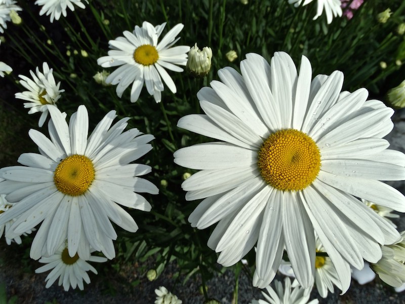 marguerite de shasta fleurs blanches