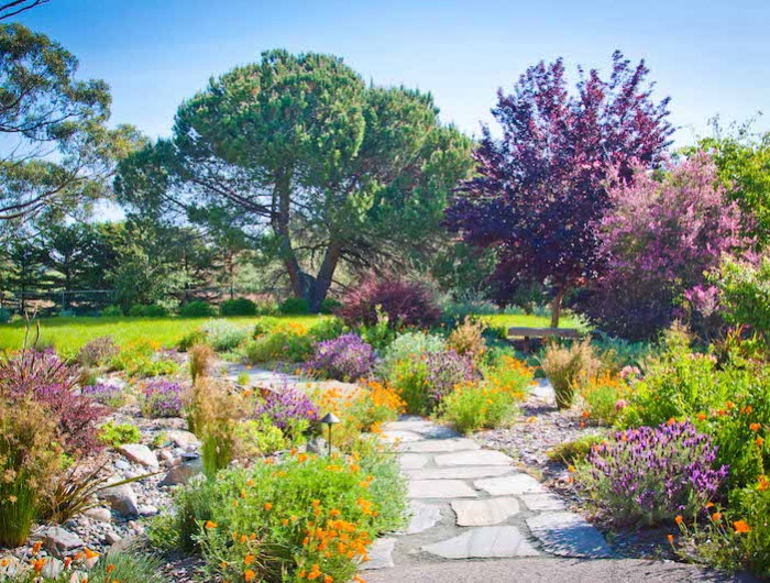 massif lavande association jardin de sud avec la lavande une allee en pierre entouree de fleurs et des arbres