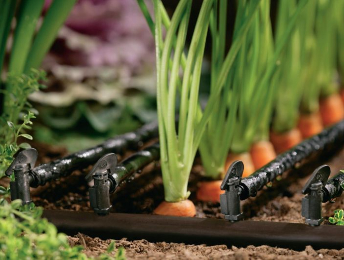 materiel irrigation goutte a goutte professionnel carottes dans le jardin