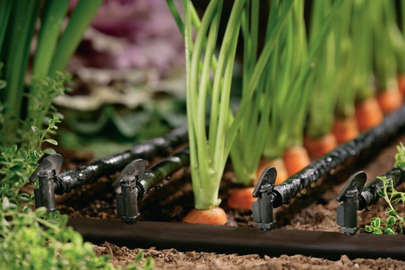 materiel irrigation goutte a goutte professionnel carottes dans le jardin