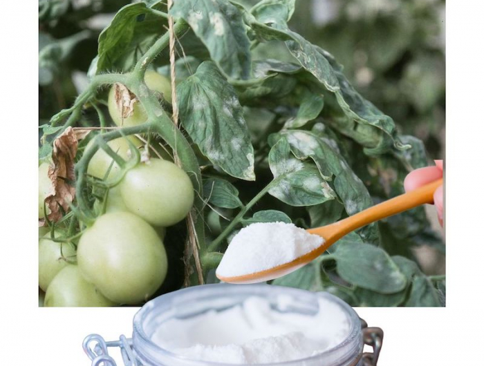 mildiou tomate traitement bicarbonate de soude astuce jardin pour arreter les maladies des tomates