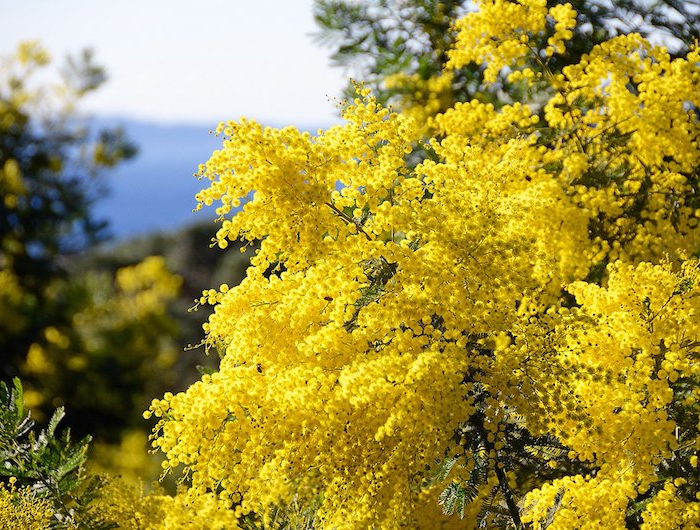 mimosa exemple d un massif méditerranéen comment composer un jardin sec