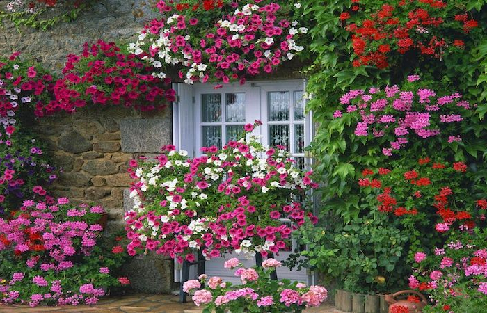 modele de parterre de fleurs devant maison fleurs rose rouges et blanches