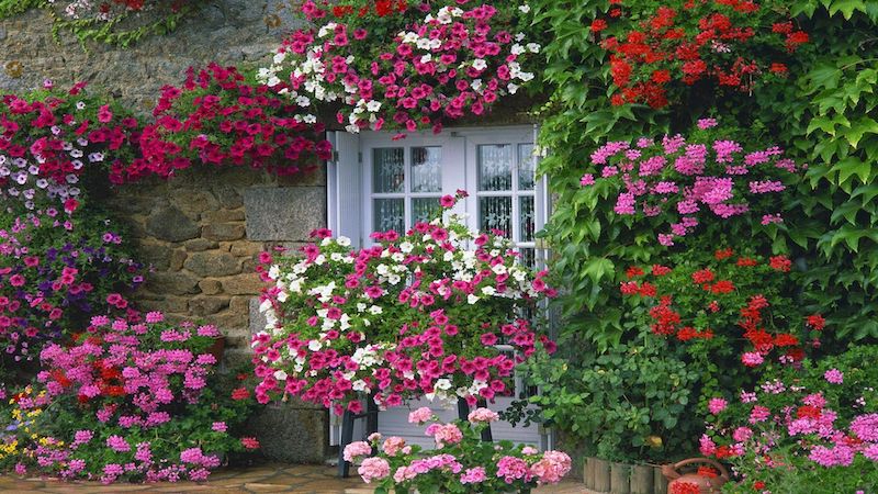 modele de parterre de fleurs devant maison fleurs rose rouges et blanches