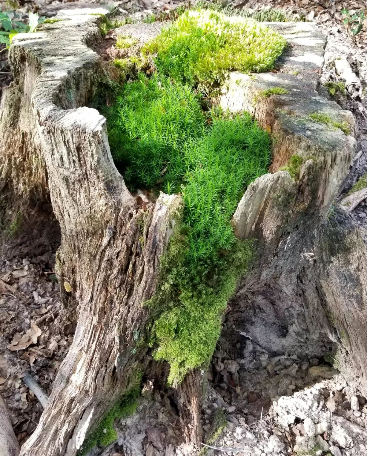 mousse verte qui a pousse dans un tronc d arbre