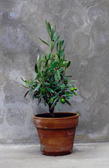 olivier en pot terre cuite recipient jardinage balcon deco avec grosses plantes