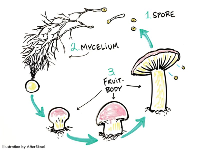 ou poussent les champignons de paris le cycle des champignons