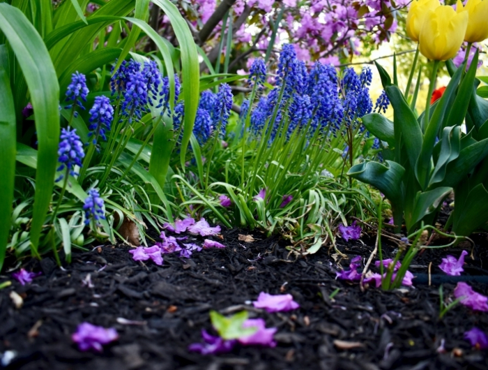 paillage jardin materiaux humidite arrosage plantes fleuries
