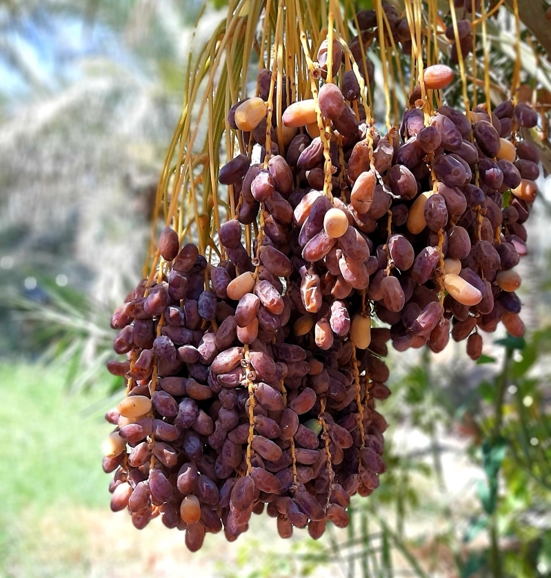 palmier arbre fruit dattes atout sante branches exotiques aliments