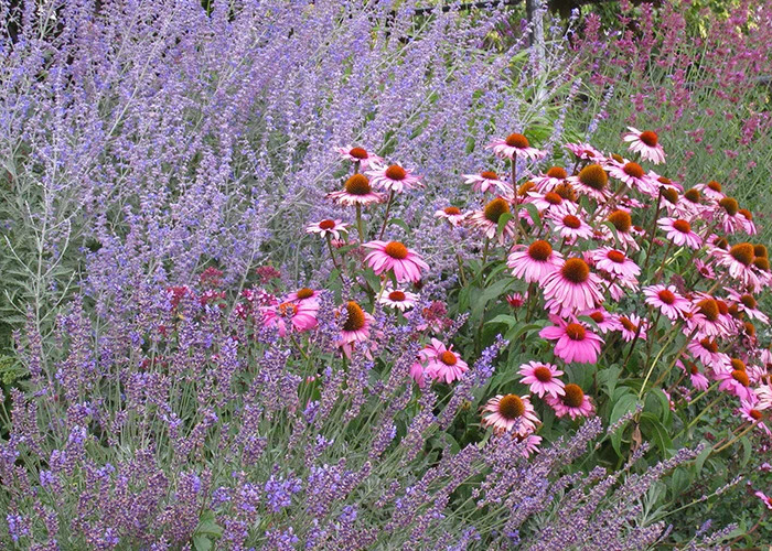 parterre de fleur avec lavande bienfaits lavande et echinacee dans un jardin