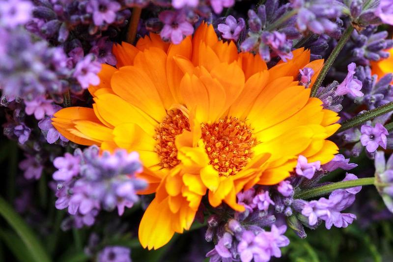 parterre de fleurs avec la lavande grande fleur orange avec des fleurs violettes autour