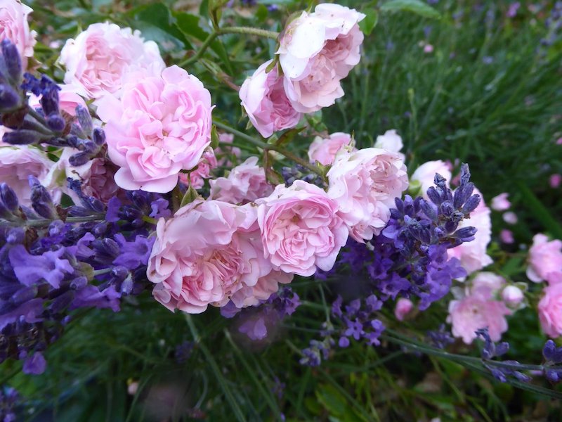 parterre de fleurs avec lavande et rose rose