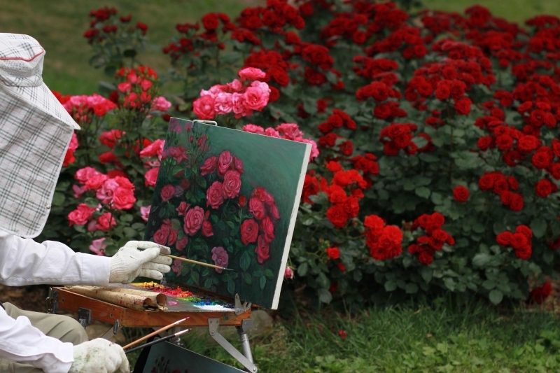 peinture nature plante pour massif arbuste rosier rouge pinceau