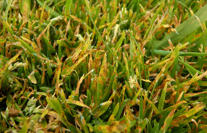 pelouse maladie des gazons herbe jaune et verte