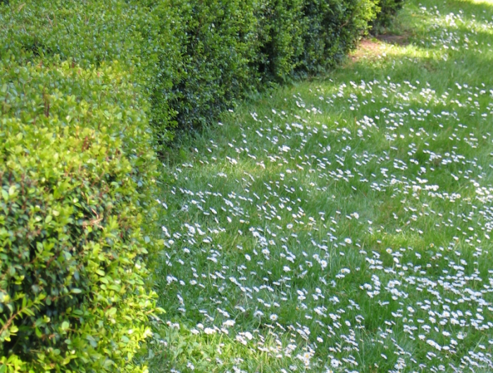 pelouse verte avec de petites feuilles blanches