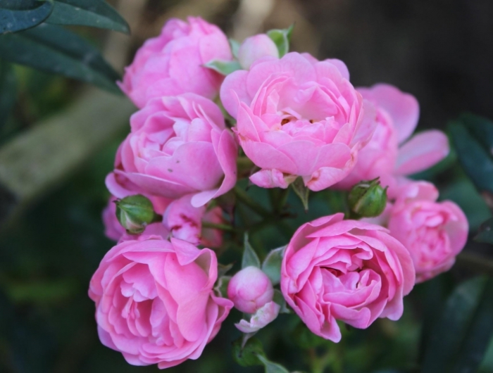 petales fleurs roses rosier buisson feuillage vert plante jardin