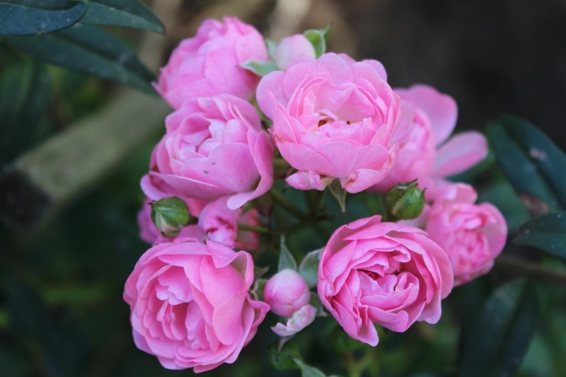 petales fleurs roses rosier buisson feuillage vert plante jardin