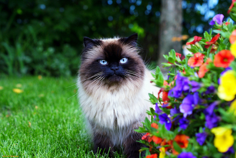 peut on mettre les poils de chien au compost chat poilu