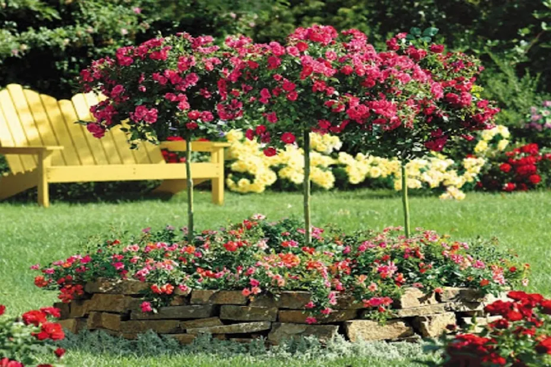 peut on planter une rose coupée rosiers avec banc dans un jardin