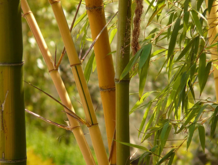 phyllostachys aureosulcata cannes jaunes et feuilles vertes