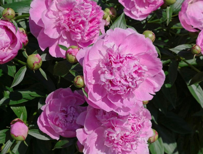 pivoine rose alexander fleming comment cultiver dans son jardin