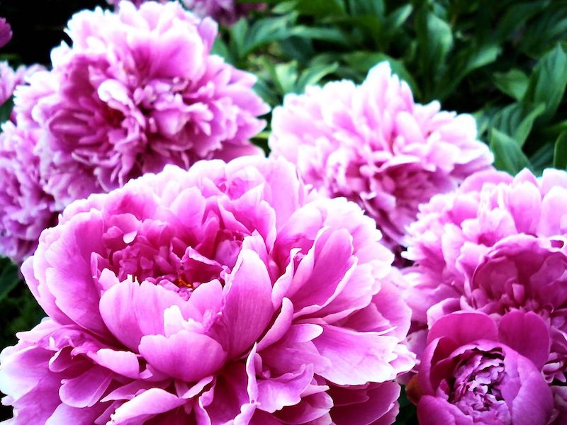 pivoine rose poudrée plantation et entretien les plus belles fleurs d été