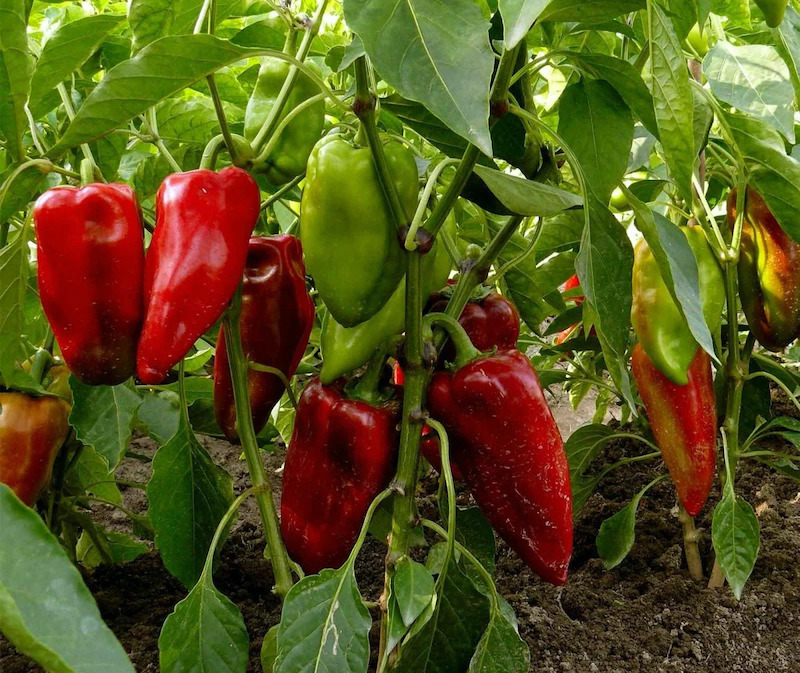 plantation jardin en juin des poivrons rouges
