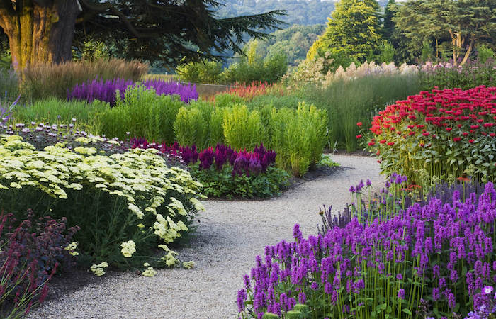 plantation lavande en bordure allee entouree de parterre de fleurs avec lavande