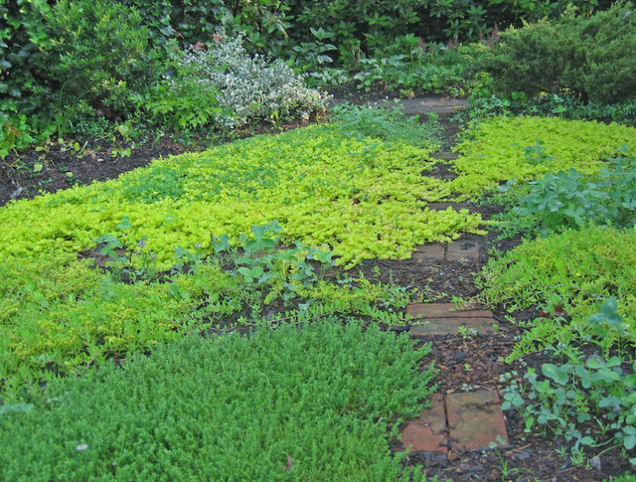 plante couvre sol bas qlternqtive gazon teriiqn de verdure