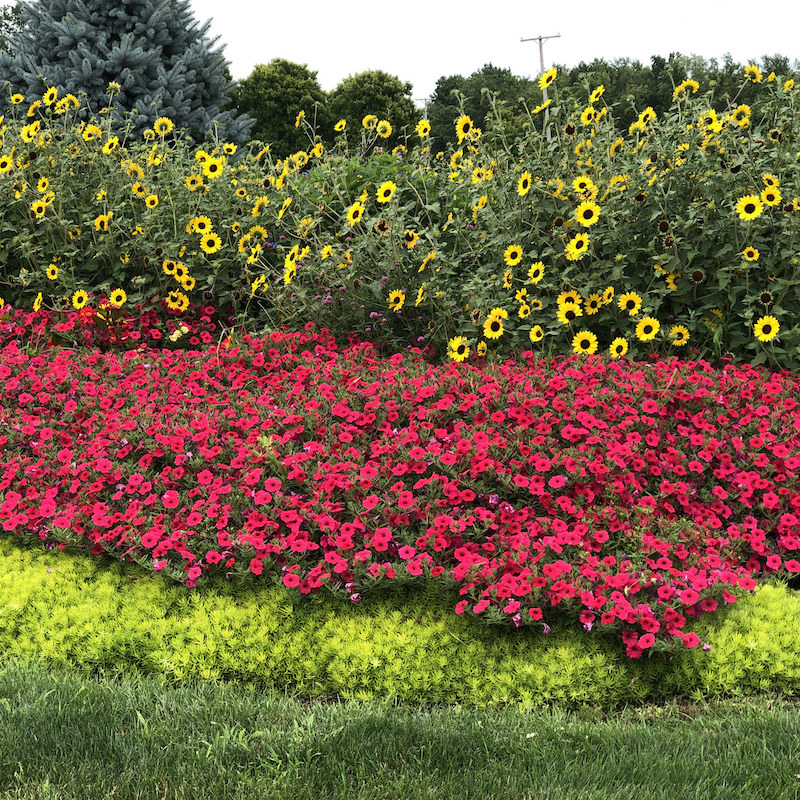 plante couvre sol croissance rapide jardin fleurs jaunes et rouge gazon vert