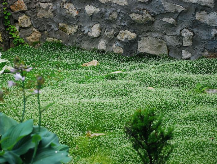 plante couvre sol ombre remplace le gazon jardin vert fleurie petites fleurs blanches et mur de pierre
