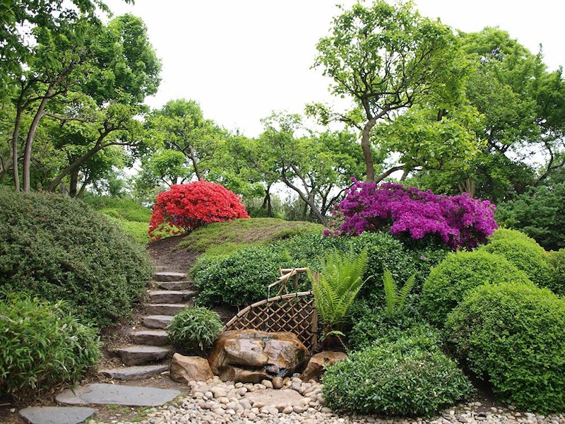 plante couvre sol persistant croissance rapide jardin fleuri rouge et violet dalle en beton et arbres