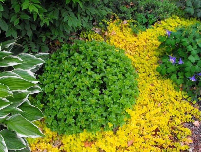 plante couvre sol persistant sans entretien plantes feuilles vertes et jaunes