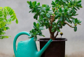 L’arbre de jade perd ses feuilles : Voici les 8 raisons et les remèdes efficaces