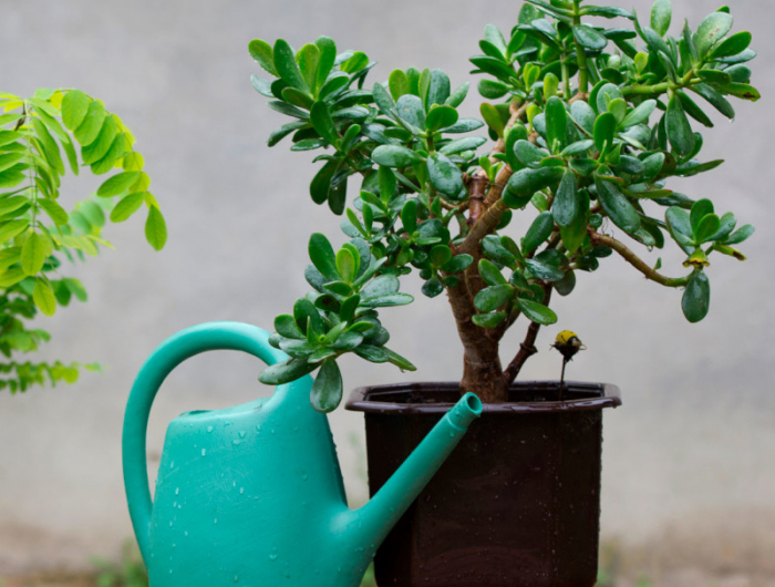 plante de jade conseils pour bien la soigner