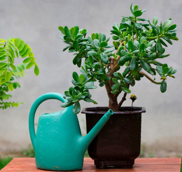 L’arbre de jade perd ses feuilles : Voici les 8 raisons et les remèdes