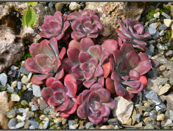 plante grasse exterieur fleurie sedum spathulifolium purpureum